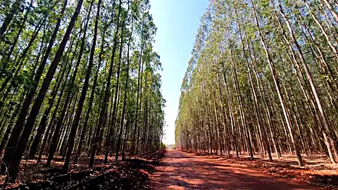 Plantación forestal comercial con vía de acceso